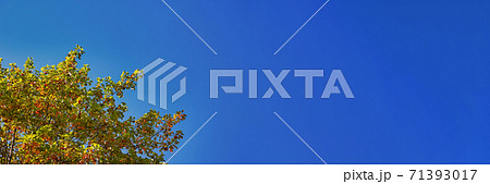 紅葉し始めたユリノキの枝葉と青空　横長 71393017
