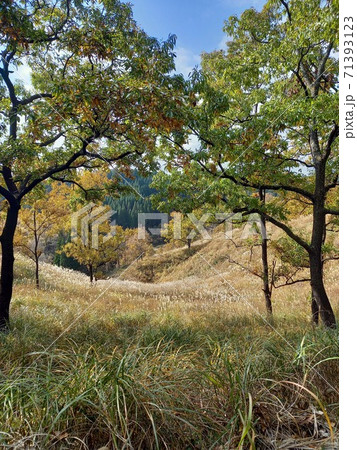 阿蘇満願寺の風景　木の間に広がる阿蘇大自然 71393123