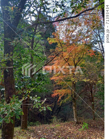 阿蘇満願寺の風景9 71393434