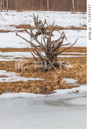 Old dead tree roots on winter field Old dead tree roots on winter field 71393437