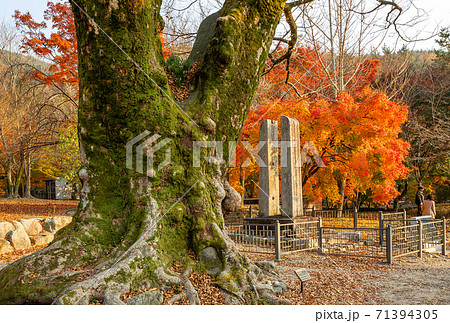 紅葉 スポット 風景 71394305