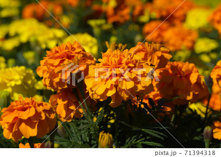 オレンジ色のマリーゴールド オレンジ色のマリーゴールド 71394318