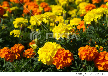 オレンジと黄色のマリーゴールド 71394319