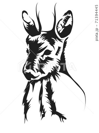 capreolus capreolus 71394445