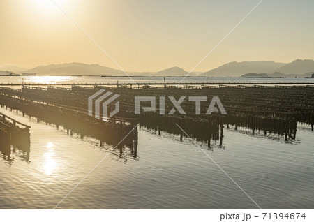広島県　瀬戸内海での牡蠣の養殖風景 71394674