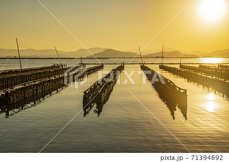 広島県 瀬戸内海での牡蠣の養殖風景 広島県 瀬戸内海での牡蠣の養殖風景 71394692