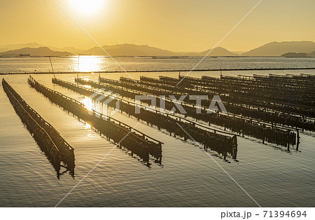 広島県 瀬戸内海での牡蠣の養殖風景 広島県 瀬戸内海での牡蠣の養殖風景 71394694