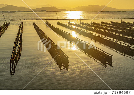 広島県 瀬戸内海での牡蠣の養殖風景 広島県 瀬戸内海での牡蠣の養殖風景 71394697