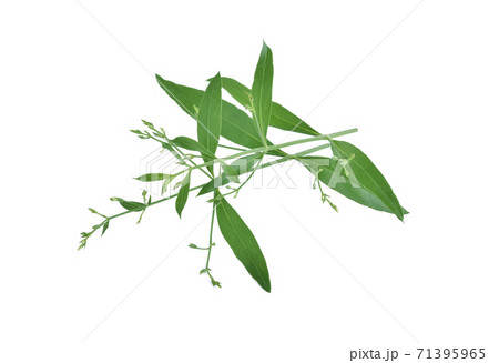Andrographis paniculata plant on white background Andrographis paniculata plant on white background 71395965