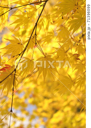 紅葉 71396099