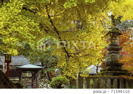 覆い被さるような黄色い銀杏の枝 岩殿観音正法寺 埼玉県 の写真素材