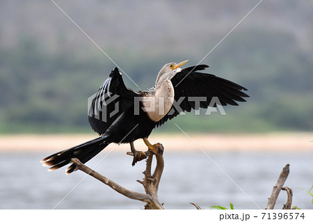 アメリカヘビウ（パンタナール、ブラジル） 71396574