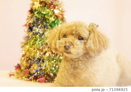 クリスマスツリーと微笑むトイプードル クリスマスツリーと微笑むトイプードル 71396925
