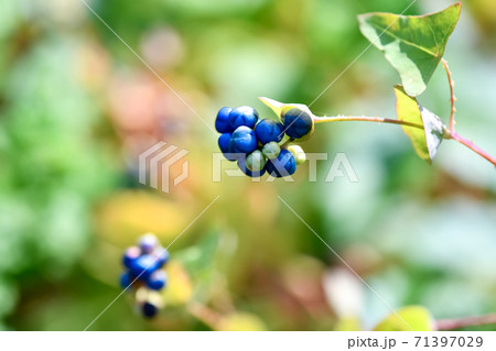 イシミカワ 71397029