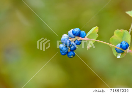 イシミカワ イシミカワ 71397036