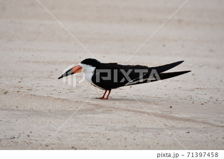 クロハサミアジサシ パンタナール ブラジル の写真素材