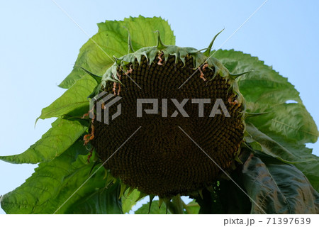 咲いたあとのヒマワリの写真素材