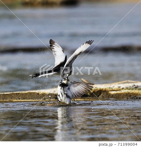 野鳥 水辺 ウォーターフロント 71399004