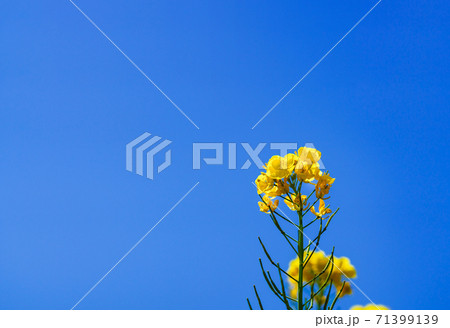 菜の花　【春のイメージ】 71399139