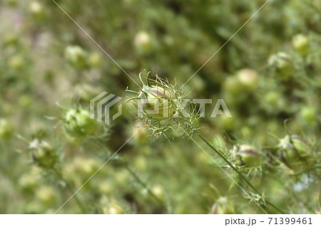 Love-in-a-mist fruit 71399461