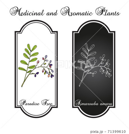 Paradise tree simarouba amara , medicinal plant 71399610