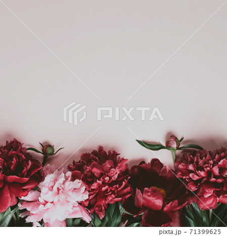 Beautiful peonies border on pale pink background, copy space Beautiful peonies border on pale pink background, copy space 71399625
