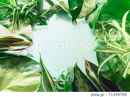 ボタニカルサークル・観葉植物ミックス 71399769