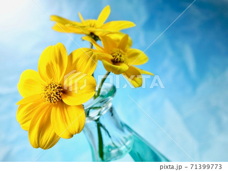 ビデンス  イエローカラー  ウィンターコスモス　 秋の花 71399773