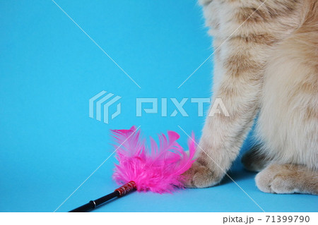 Cat toy with pink feathers. Part of a red cat sitting on a blue background. Toys for Pets. 71399790