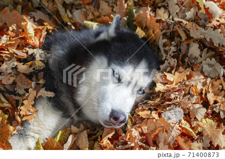 Husky dog lying in the leaves. Husky dog lying in the leaves. 71400873