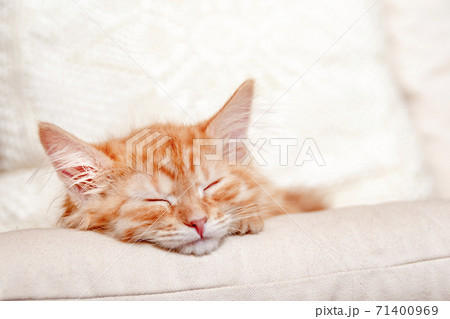 Beautiful red kitty dream on soft pillow. Beautiful red kitty dream on soft pillow. 71400969