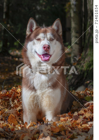 Red husky dog in yellow autumn foliage.  71401034