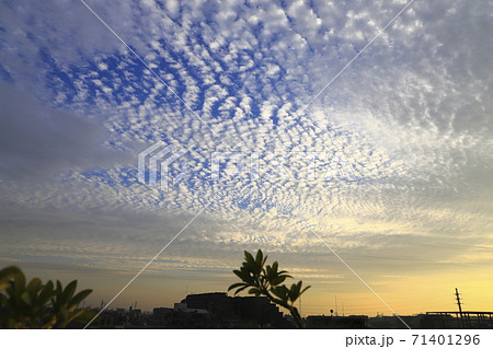 夕方の巻積雲(うろこ雲) 夕方の巻積雲(うろこ雲) 71401296
