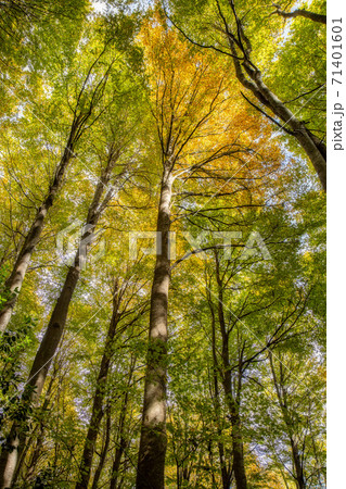 Autumn picture with beech trees from Spanish mountain Montseny, near Santa fe del Montseny, Catalonia Autumn picture with beech trees from Spanish mountain Montseny, near Santa fe del Montseny, Catalonia 71401601