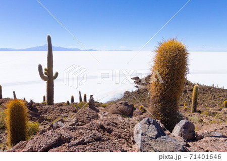 Salar de Uyuni view from Isla Incahuasi 71401646