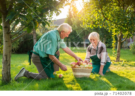 Senior gardeners couple, apple basket. Senior gardeners couple, apple basket. 71402078