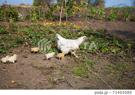 Chicken walks with little chickens in the garden. Chicken walks with little chickens in the garden. 71403089