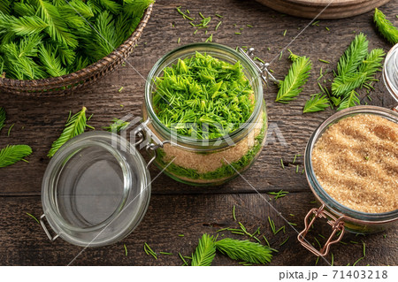 A jar filled with young spruce tips and cane sugar, to prepare homemade syrup A jar filled with young spruce tips and cane sugar, to prepare homemade syrup 71403218