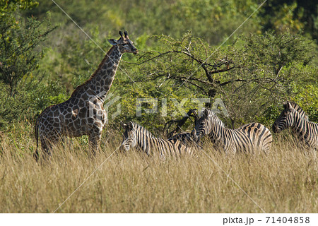 Giraffe South Africa Giraffe South Africa 71404858