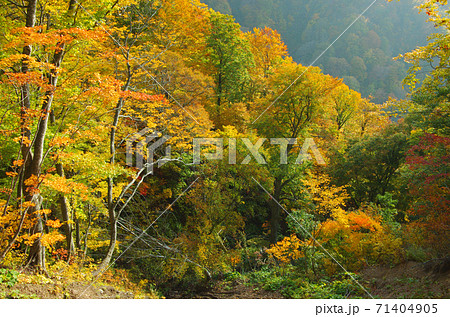 白神山地の紅葉の写真素材 [71404905] - PIXTA