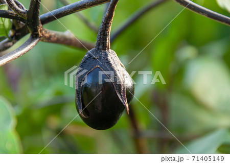 太いナスの若い果実 71405149