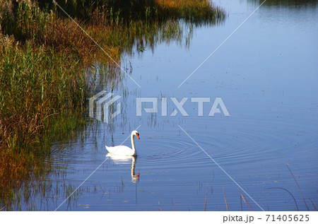 平滝沼の白鳥 平滝沼の白鳥 71405625