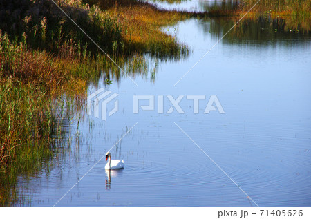 平滝沼の白鳥 71405626