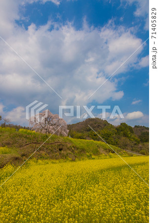 墓守桜 墓守桜 71405829