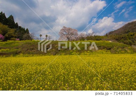 墓守桜 墓守桜 71405833