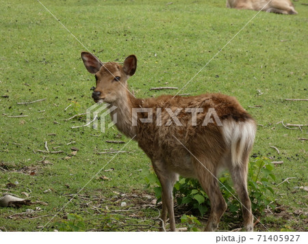 観光客を気にする鹿 観光客を気にする鹿 71405927
