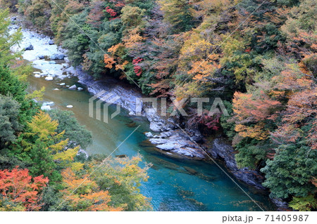 紅葉する祖谷川 奥祖谷 秋 (徳島県 東祖谷) 紅葉する祖谷川 奥祖谷 秋 (徳島県 東祖谷) 71405987