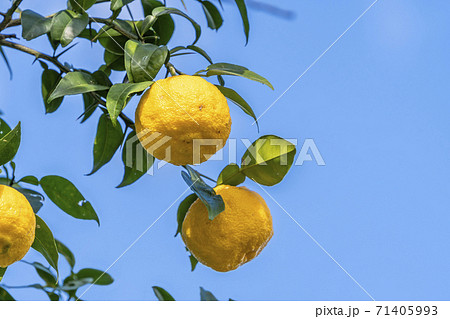 柚子の実 71405993