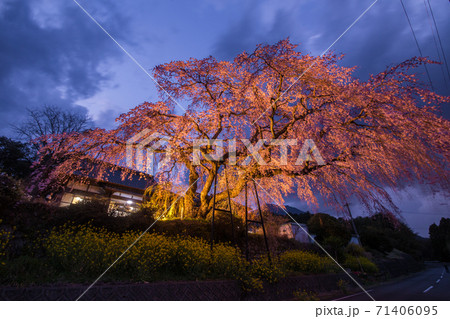 安楽寺の桜ライトアップ 71406095