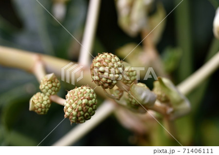 ヤツデのつぼみ ヤツデのつぼみ 71406111